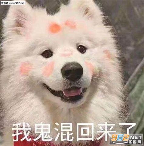 萨摩耶表情包耶耶表情包图片