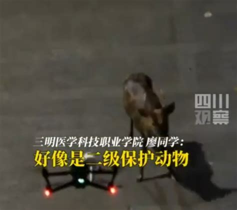 大学生用无人机救遭撕咬保护动物 已被警方带走救助_国内新闻_海峡网