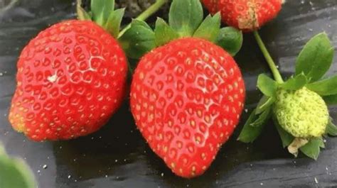 首届国际草莓品牌大会在南京溧水隆重举行_三农_资讯_种业商务网