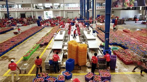 河南省人民政府门户网站 上万斤蔬菜两小时便可卖完 冬季外省菜成主力军