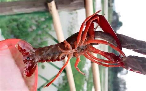 野钓小龙虾的秘诀，吃饵时可轻轻提竿并快速用抄网接住 - 农服务