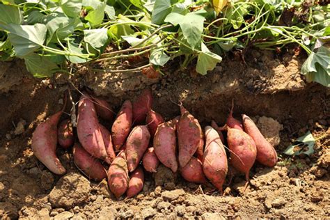 现在种植地瓜前景怎么样？2020年红薯种植效益分析-行情分析-中国花木网