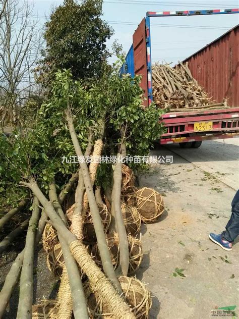 新平县开展2020年雨季造林苗木质量及管理档案检查_云南省林业和草原局
