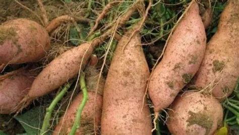 红薯种植，要对土地或者种薯做一些准备工作，红薯才能长得好