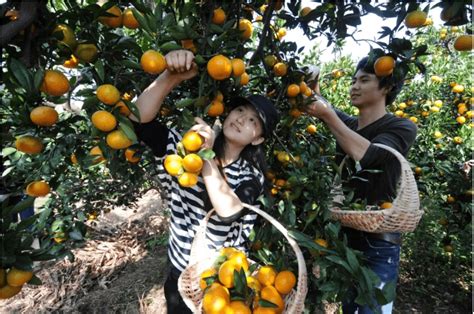 柑橘着色快增甜快用什么药？柑橘增产恢复树势怎么追施肥 - 知乎