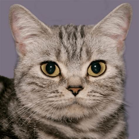 世界上眼睛最漂亮的猫:英国短毛猫科比(碧蓝色眼珠)_探秘志