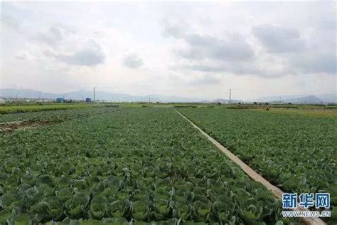 为预防粮食供应不足，老挝实施新政保农民增产__凤凰网