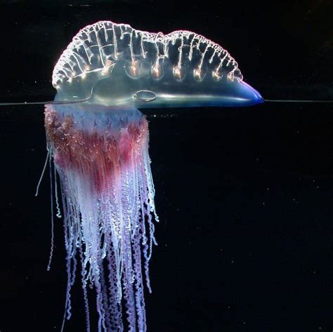 世界上最漂亮的水母，紫海刺水母上榜，外表十分美丽！|水母|炮弹|内胚层_新浪新闻