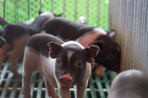 智能养猪场系统 人工智能养猪系统 智慧养猪