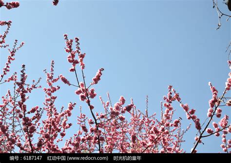 四季樱草的养护方法及其注意事项-168鲜花速递网