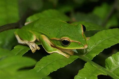 关于青蛙是益虫的资料 青蛙益虫资料花鸟鱼虫宠物