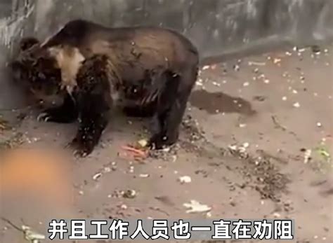 新密动物园熊咬死饲养员 饲养者规违操作酿事故_大豫网_腾讯网