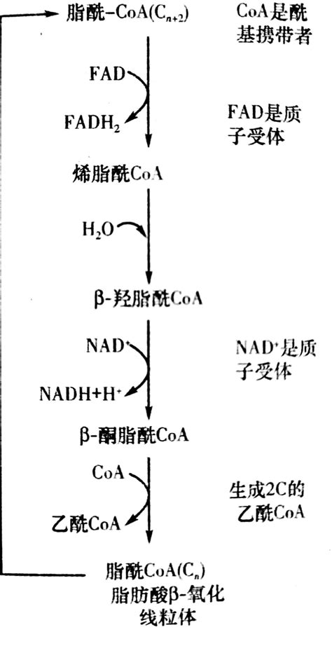 科学网—NADPH NADP 所带电荷 - 陈照强的博文
