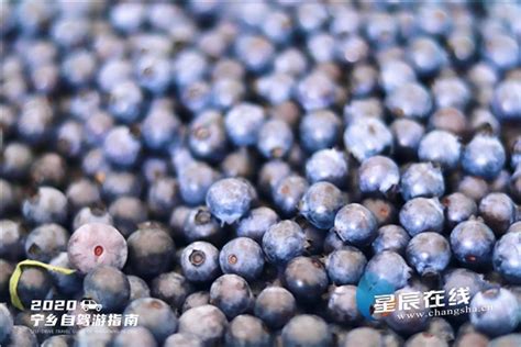 食在当地，食在当季①长沙5000亩蓝莓熟了，采摘地图拿去不谢