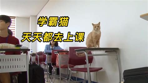 学霸橘猫经常到教室上课，被封为助教，学生们撸猫减压！|助教|学霸|减压_新浪新闻