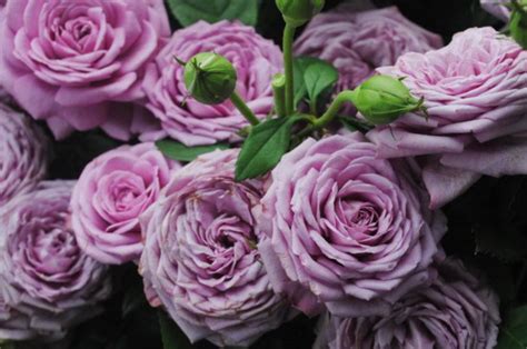 紫皇后玫瑰月季的优缺点分析-藤本月季网