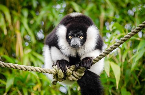 著名的马达加斯加 Maki 狐猴，环尾狐猴，吃高清摄影大图-千库网