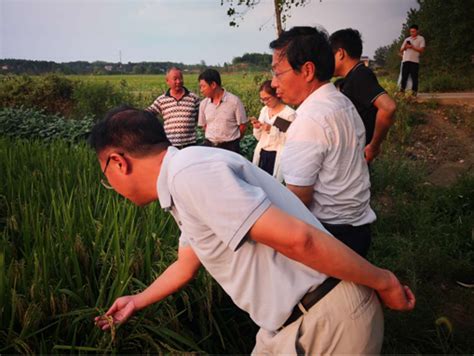 省农技推广总站一行来岳现场指导调研再生稻种植情况