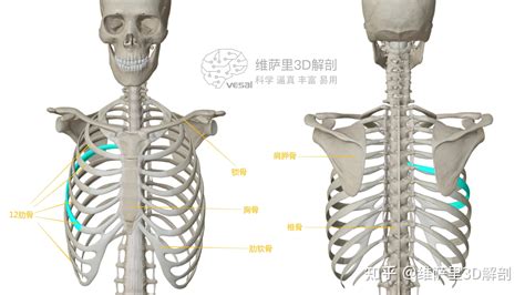 肋骨怎么数图解,第九第十肋骨示意图,肋骨t_大山谷图库