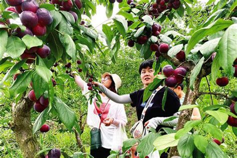 李子树种植方法-种植技术-中国花木网