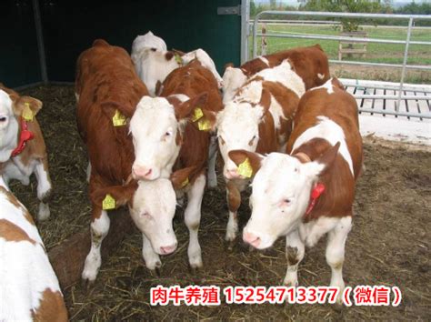 畜牧养牛场高清图片下载-正版图片507037650-摄图网