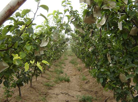 果树专用泥炭 草炭土 国内一级 花卉苗木水果蔬菜 栽培育苗基质-阿里巴巴