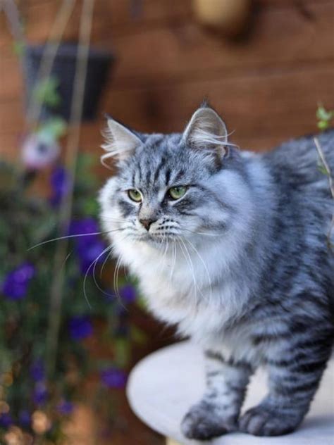 原来俄罗斯猫这么可爱和霸气啊啊！|猫|俄罗斯|俄罗斯蓝猫_新浪新闻