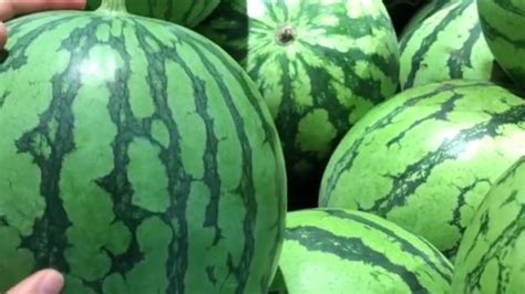 市井生活 篇二：夏天买西瓜，认清国内这6大优质品种，个个甜美多汁，涨知识了_新鲜水果_什么值得买