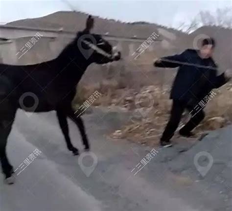 犟驴图片