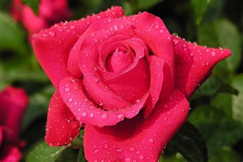 玫瑰支数代表的意思，送11朵还是19朵，不同枝数玫瑰代表的意义-绿宝园林网
