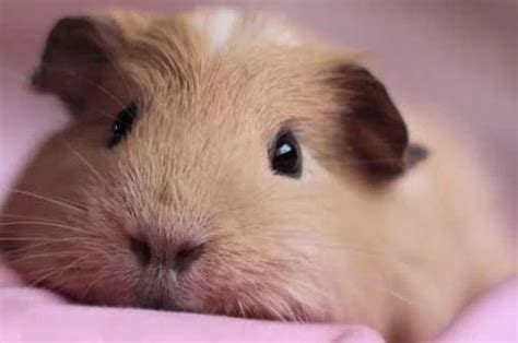 萌宠饲养攻略：母荷兰猪怀孕的表现-宠物网