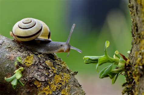 关于蜗牛的句子,赞美“蜗牛”的句子有哪些？-爱短文语录网