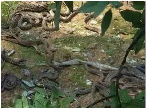 蛇岛 孤悬海外的万蛇家园 | 中国国家地理网