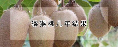 猕猴桃种植几年能结果，附种植条件和气候_中国历史网