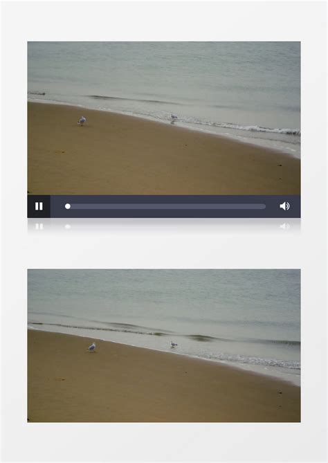 高清夏天海边海岸沙滩海鸥实拍视频素材模板下载_夏天_图客巴巴