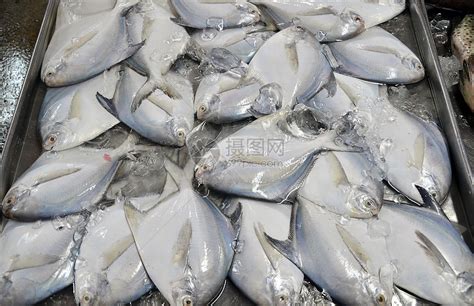 鱼市场冰上鲜鱼高清图片下载-正版图片321546612-摄图网