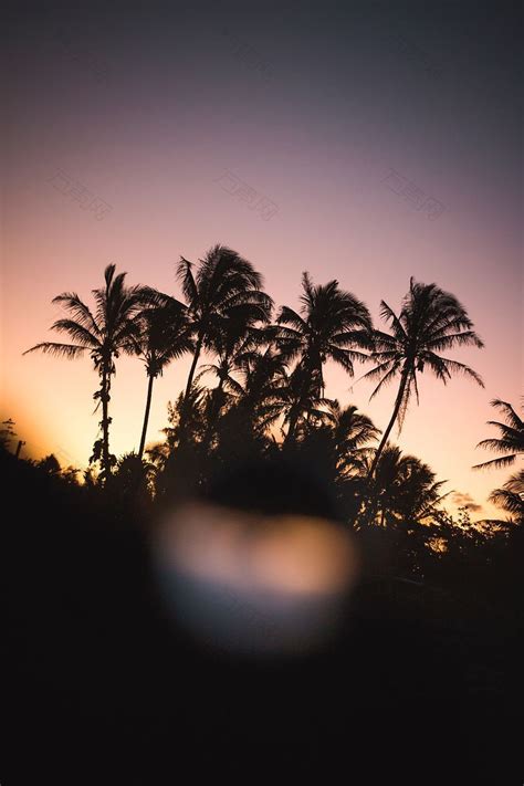 夏威夷沙滩上的棕榈树高清摄影大图-千库网