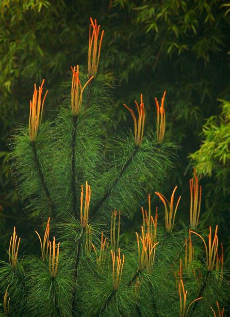 马尾松属于针叶还是阔叶-苗木百科-中国花木网