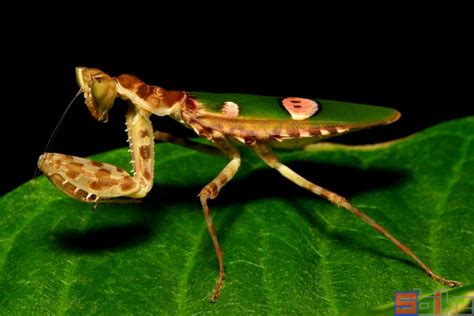螳螂的种类 - 业百科