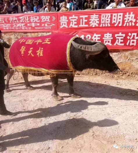 贵州锦屏：侗寨斗牛-人民图片网