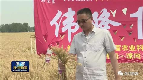 伟隆169_小麦系列_产品展示_安徽华皖种业有限公司