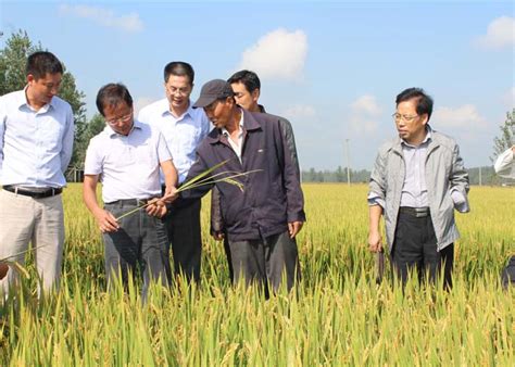 水稻育种专家王才林教授来淮安明天指导新品种生产 - 江苏明天种业科技股份有限公司