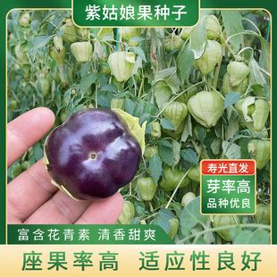 东北大果紫姑娘果种籽红菇娘果种子超甜灯笼果黄姑娘果阳台水果-阿里巴巴
