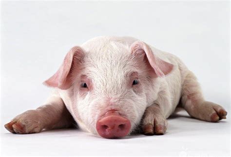 春季养猪安全高效管理“五字经” | 中国动物保健·官网