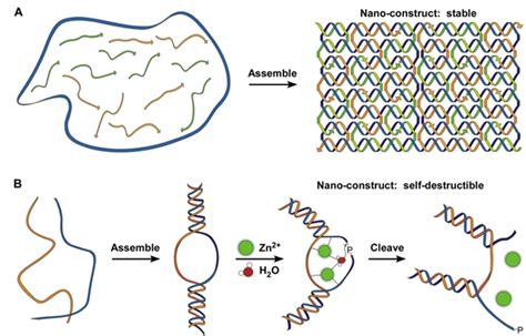 上海应物所揭示自组装DNA纳米结构的细胞过程----中国科学院
