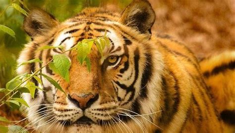 全部老虎亚种，算上已经灭绝了的，哪种老虎最凶猛？