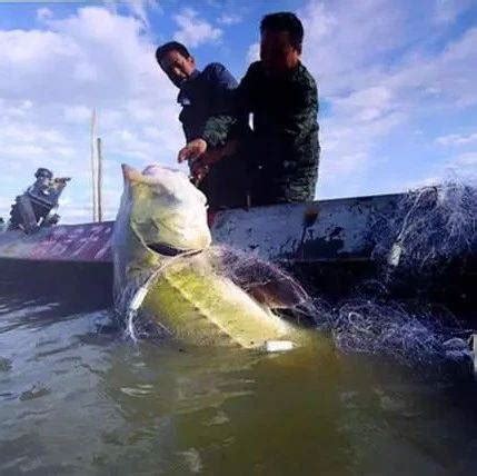黑龙江消失的鱼种史氏鲟，能长到100公斤以上，当地人叫它“七里鲋子”_保护_自然_动植物种