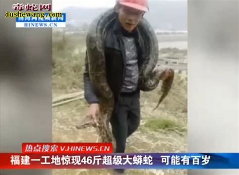 云南挖出16米长大蛇 云南澜沧巨蟒简介 - 红叶网
