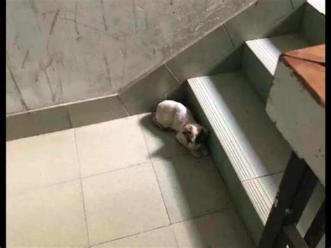 患病布偶猫躲在楼梯间等死，被好心女孩救助后，从此开始蜕变！|布偶猫|猫咪|女孩_新浪新闻