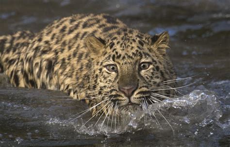 一只豹子回望着南非克鲁格公园高清图片下载-正版图片307074362-摄图网